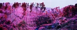 Richard Mosse, If I Ran the Zoo, 2012, Digitaler C-Print, 210,82 x 533,4 cm, Kunsthalle Bremen – Der Kunstverein in Bremen, © Richard Mosse