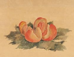 Anna Plate, Aufgeschnittene Apfelsine, 1932, Aquarell über Bleistift, Kunsthalle Bremen – Der Kunstverein in Bremen