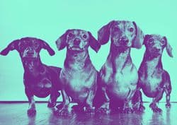 Ylla (Camilla Henriette Koffler), Four Dachshunds, um 1948, s/w-Fotografie, © 2025 Pryor Dodge, Grafische Bearbeitung: Bernd Grether