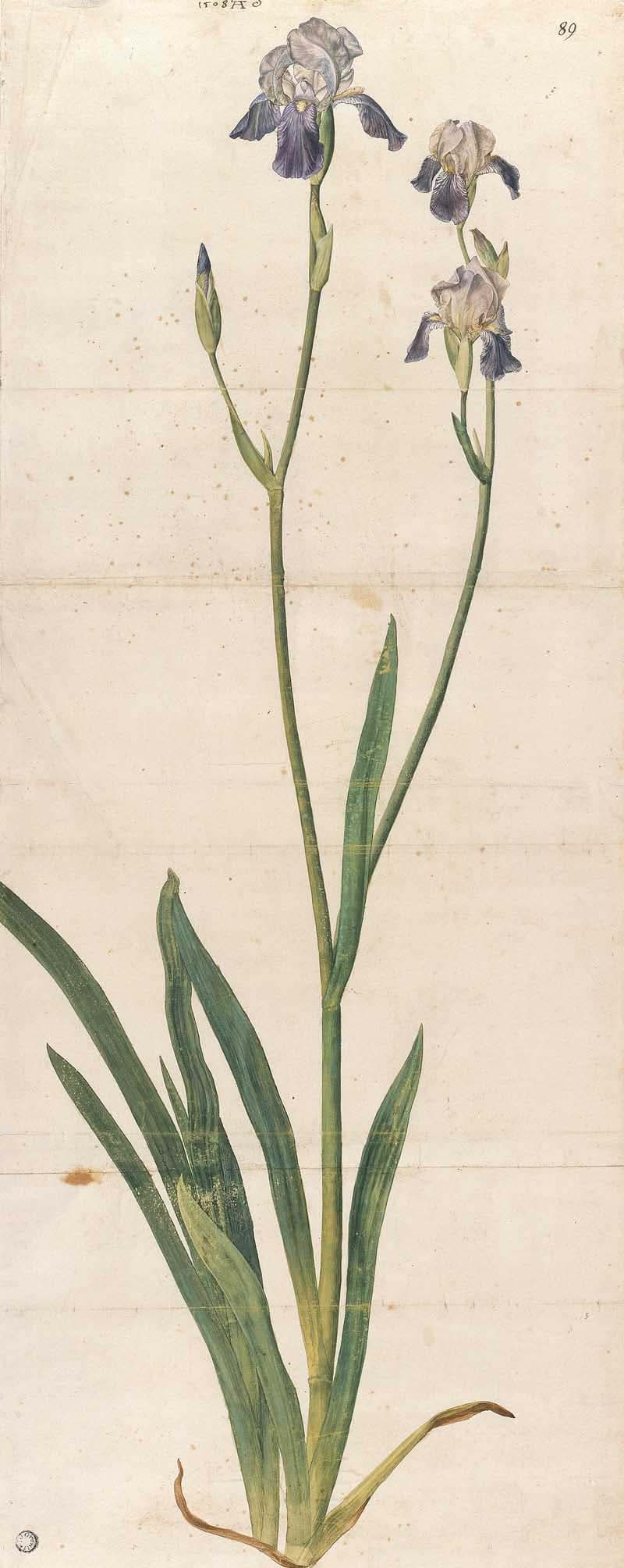 Aquarellzeichnung einer blau-lila blühenden Lilie mit grünen Blättern